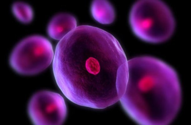 انسان ۵۰ تا ۲۰۰هزار سلول بنیادی خونساز دارد