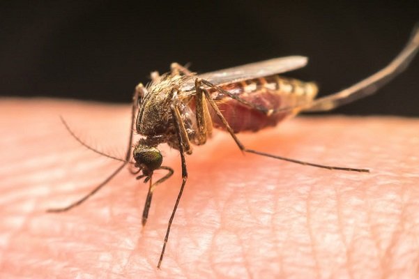 شناسایی آنتی بادی جدید پیشگیری از عفونت مالاریا