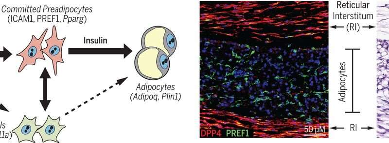 سه گروه جدید از سلول های پیش ساز ادیپوسیت مرتبط با چاقی شناسایی شدند