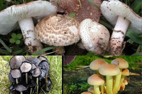 عصاره برخی قارچ ها موجب تقویت سیستم ایمنی می شود