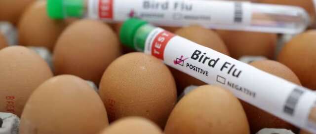 «دیلی میل» منتشر کرد ادعای برخی متخصصان درباره خطر آنفلوآنزای پرندگان
