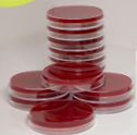 بلاد آگار - Blood Agar - تیسا ژن - مصرفی - میکروبیولوژی و انگل شناسی - تیسا ژن زیست