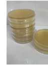 محیط نوترینت آگار (NA) - Nutrient Agar - تیسا ژن - مصرفی - میکروبیولوژی و انگل شناسی - تیسا ژن زیست